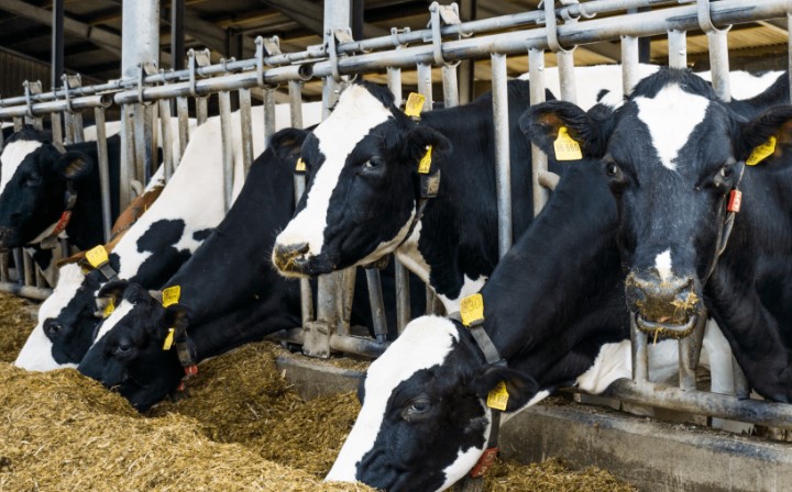 process of making biogas from cow dung