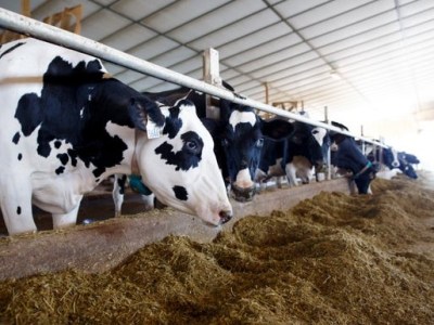 How Biogas from Cow Manure Supports Sustainable&nbsp;Agriculture
