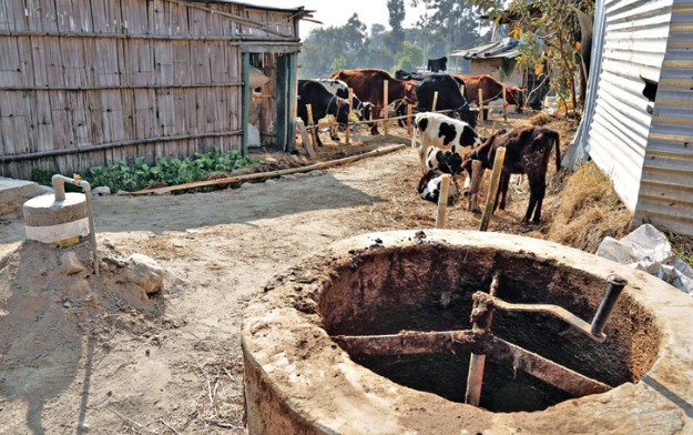 cow biogas