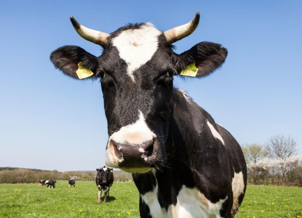 cow