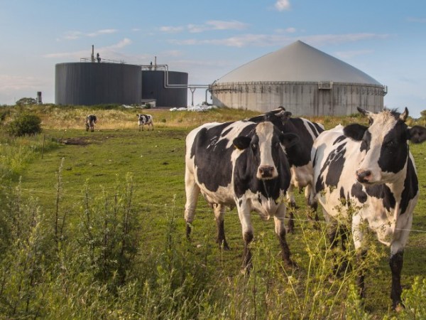 How Cow Dung Can Be Converted into Compressed Natural Gas&nbsp;(CNG)