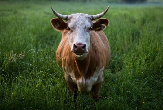 cow