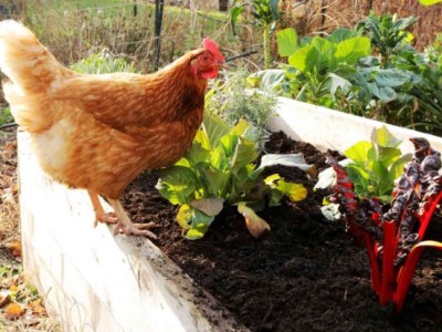 Innovative Technologies for Producing Biogas from Chicken&nbsp;Waste