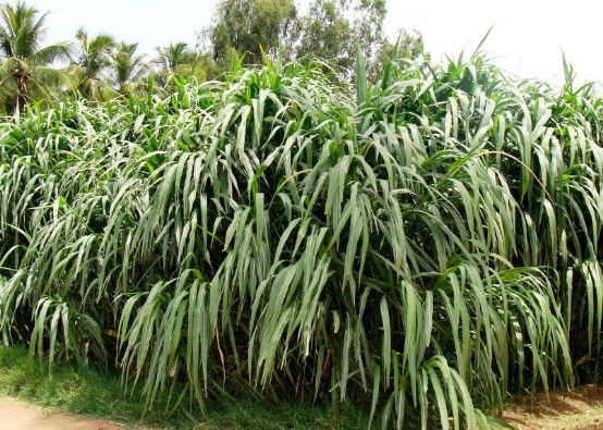 Napier Grass