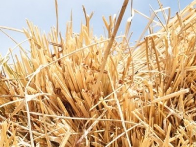 Biogas from Rice Straw – A Scalable Pathway to Reducing Crop Burning and&nbsp;Emissions