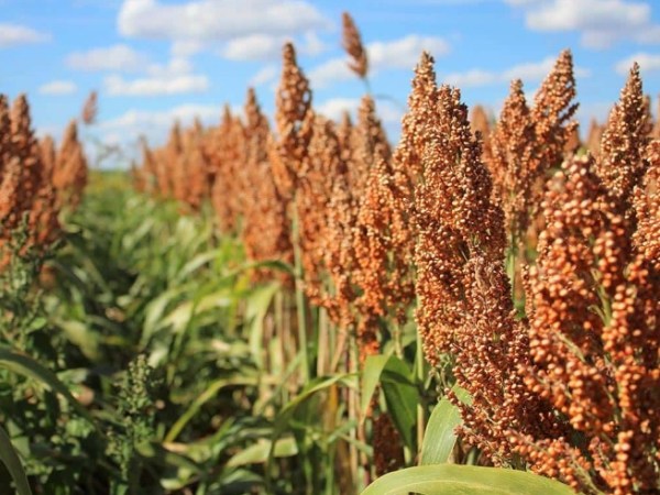 Optimizing Sorghum Biogas Systems for Maximum Methane&nbsp;Yield